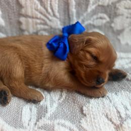 Blueberry - Dark golden male Golden Retriever puppy in Moses Lake, Washington from Dune Lakes Goldens