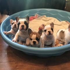 French Bulldog Puppies from BigStar French Bulldogs
