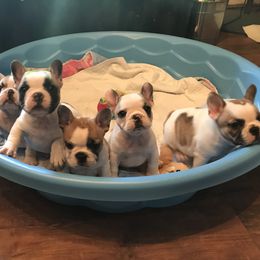 French Bulldog Puppies from BigStar French Bulldogs