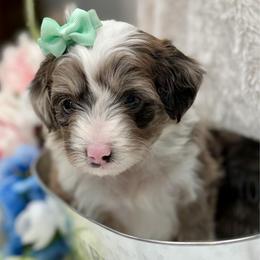 Teal collar toy - Red merle female Aussiedoodle puppy in 32046, Florida from River Hill Ranch