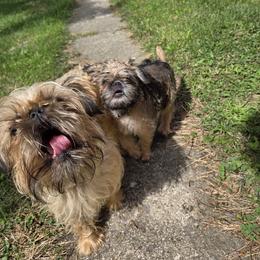 Squatch - Red male Brussels Griffon puppy in Croswell, Michigan from Pine Haven Brussels Griffons LLC