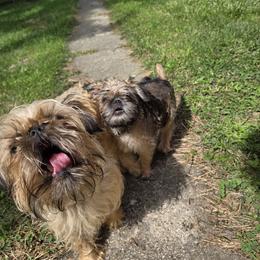 Squatch - Red male Brussels Griffon puppy in Croswell, Michigan from Pine Haven Brussels Griffons LLC