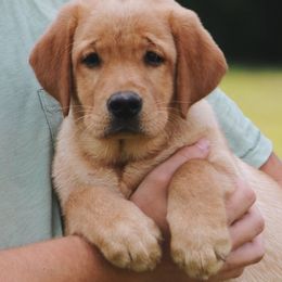 Labrador Retriever Puppies from Penny Lane Labradors
