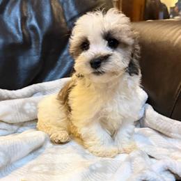 Dolly - Gold sable female Havanese puppy in Lancaster, South Carolina from 3 Bs Havanese-PUPPIES with  PURPOSE