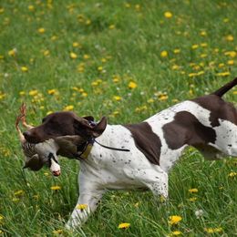 Veda - German Shorthaired Pointer