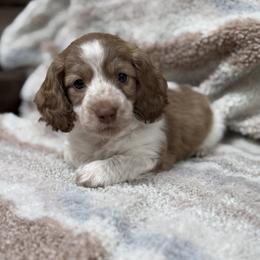 Dachshund Puppies from Cape Cod Doxies
