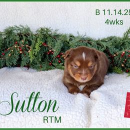 Sutton - Red tri male Miniature Australian Shepherd puppy in Madisonville, Texas from Flying LL Aussies
