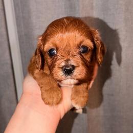 Star - Red female Cavapoo puppy in Hickory, North Carolina from Homegrown Spaniels