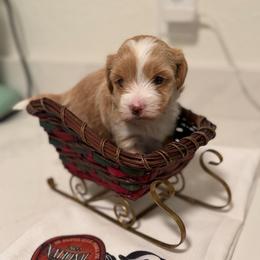 Girl 1 - Red female Havanese puppy in Morriston, Florida from OPA! Havanese (formerly Elysium Fields)