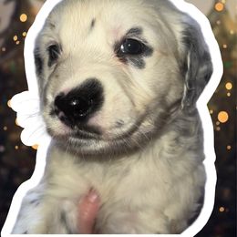 Rudolf - White and black male Dalmatian puppy in Bremen, Georgia from Clark’s Dalmatians