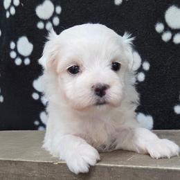 Huey - White male Maltese puppy in Monticello, Iowa from Ashley’s Puppies