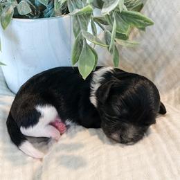 Cavapoo Puppies from Perfectly Playful Doodles