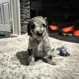 Mr. Lime Green - Blue merle male Aussiedoodle puppy in Taylor, Missouri from Pawsitively Doodles