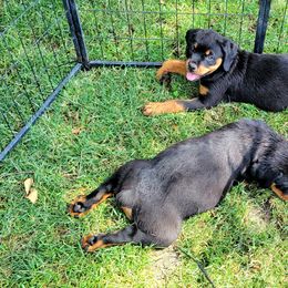 Rottweiler Puppies from Mickey's Rottweilers