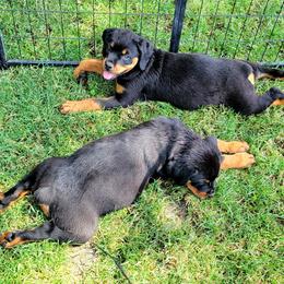 Rottweiler Puppies from Mickey's Rottweilers