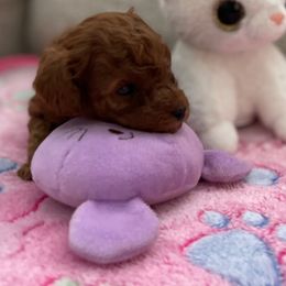 Girl 1 - Poodle puppy from Pups and Paws Toy Poodles