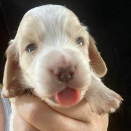 Cass - Piebald female Dachshund puppy in Bigfork, Minnesota from Dachshunds Up North