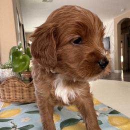 Checkers - Apricot male Goldendoodle puppy in Gilbert, Arizona from DogHouse Doodles