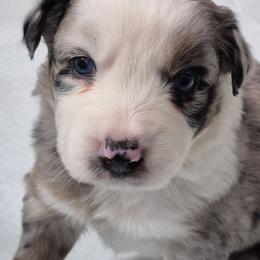 Isabella - Blue merle female Australian Shepherd puppy in Harrodsburg, Kentucky from Triple M Aussies