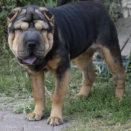 Chinese Shar-Pei Puppies from SNK Shar-Pei