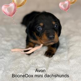 Avon - Black and tan female Dachshund puppy in Lexington, Oklahoma from BooneDox Miniature Dachshunds