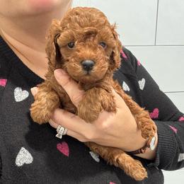 Romeo - Red  male Poodle puppy in Houston, Texas from YZC Frenchies at 4C Ranch