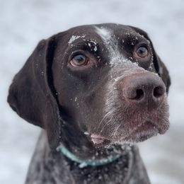 Charlie - German Shorthaired Pointer