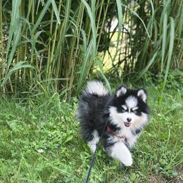 Pomsky and Siberian Husky Puppies from Hemlock Pines Pomsky