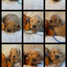 Baby boy 1 - Dark golden male Golden Retriever puppy in Portland, Oregon from Joyfully Golden