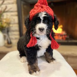 Bernedoodle and Goldendoodle Puppies from Apricot Roots Doodles