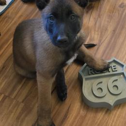 Blue - Mahogany female Belgian Malinois puppy in Chesterfield, Virginia from Love Belgian Malinois