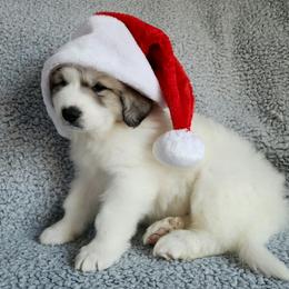 Jack - orange collar - White and badger male Great Pyrenees puppy in Monmouth, Maine from Flewelling Great Pyrenees
