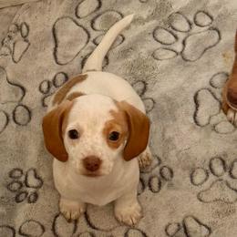 Girl 1 - Piebald female Dachshund puppy in Sunman, Indiana from Whitney’s Weiners