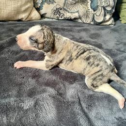 Fay - Fawn brindle female Whippet puppy in Clinton, Tennessee from Ivanhoe Borzoi