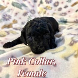 Bright Pink Collar - Black female Goldendoodle puppy in Valley Center, Kansas from The Goldendoodle Gal