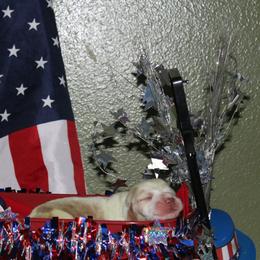 Cole - Lemon and white male Basset Hound puppy in Dover, Arkansas from S&S American Bassets