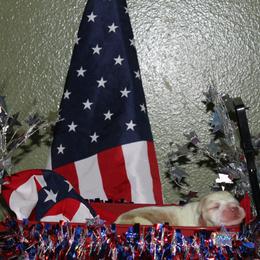 Cole - Lemon and white male Basset Hound puppy in Dover, Arkansas from S&S American Bassets