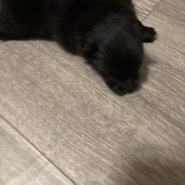 Cocoa - Black female Pomeranian puppy in Rockford, Alabama from Wickedly Cute Puppies