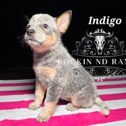 Indigo - Blue female Australian Cattle Dog puppy in Silsbee, Texas from Rockin ND Ranch