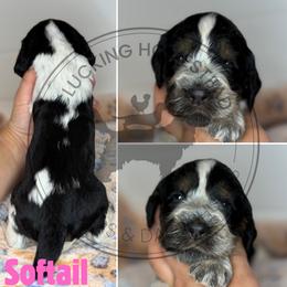 Softail - Black white and tan female English Springer Spaniel puppy in Fond Du Lac, Wisconsin from Clucking Homestead Springers & Dachshunds
