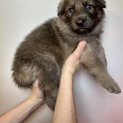 German Shepherd Puppies from Scenic City Shepherds