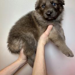 German Shepherd Puppies from Scenic City Shepherds