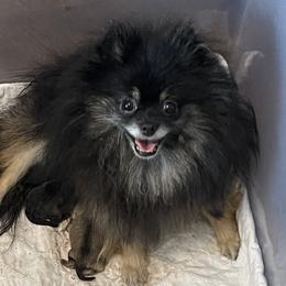 MK - Pomeranian