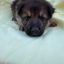 Sable male - Sable male German Shepherd puppy in Jennings, Kansas from Lost Creek German Shepherds LLC