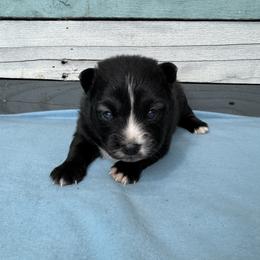 Mardi - Black and white male Pomsky puppy in Krum, Texas from Paw-Some Pomskies