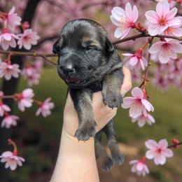 Boy 4 - Sable male German Shepherd puppy in Oakland, Oregon from VHM German Shepherds