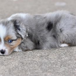 Louis - Blue merle male Toy Australian Shepherd puppy in Wichita Falls, Texas from Shooting Stars Ranch Toy and Mini Aussies