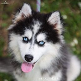 Pomsky Puppies from SZ Rolling Acres LLC