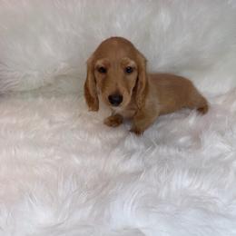 Puppy B - Red male Dachshund puppy in Middleboro, Massachusetts from Eastern Juniper Dachshunds