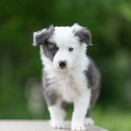 Border Collie Puppies from High Point Border Collies